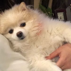 Meet your Posher, Shey